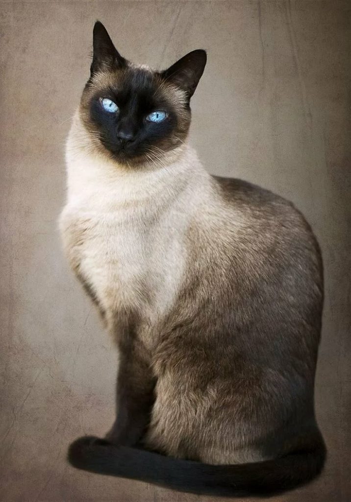 Сіамська кішка фото
