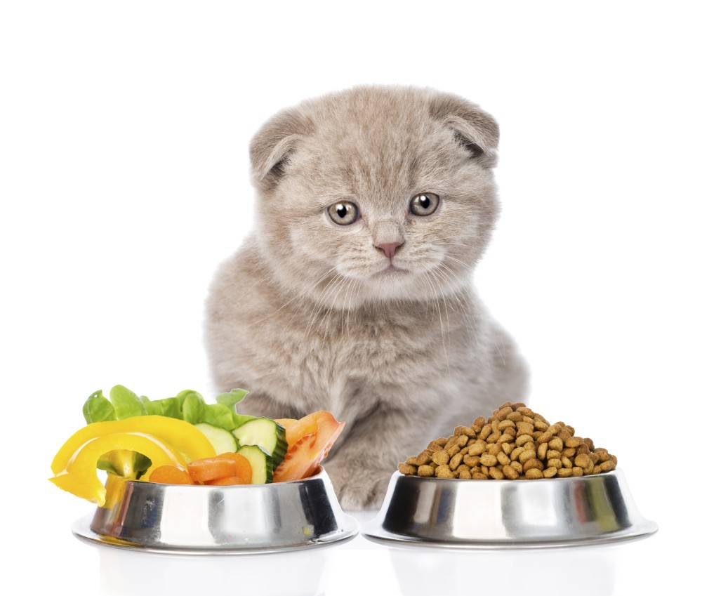 Корисні овочі та фрукти для кішок
